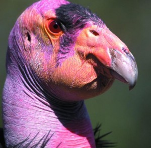 California Condor California Condor U.S. Fish and Wildlife Service
